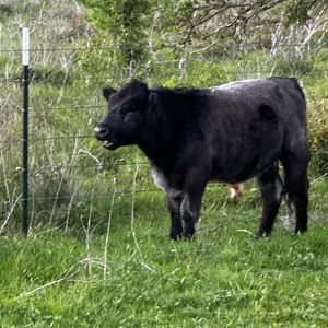 Meet your Posher, Charley